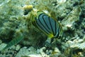 Scrawled butterflyfish Chaetodon meyeri Royalty Free Stock Photo